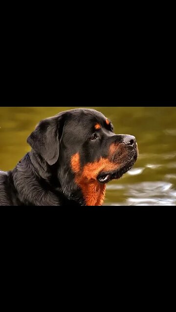 Let's talk about the Rottweiler | A Dog known to be BAD!
