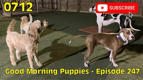 [0712] GOOD MORNING PUPPIES - EPISODE 247 [#dogs #doggos #doggies #puppies #dogdaycare]