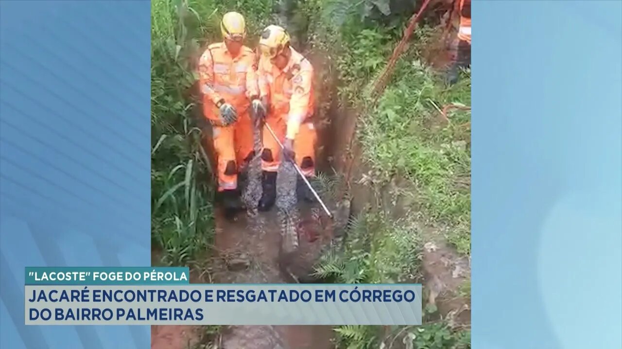 Lacoste Fujão: Jacaré Encontrado e Resgatado em Córrego do Bairro Palmeiras.