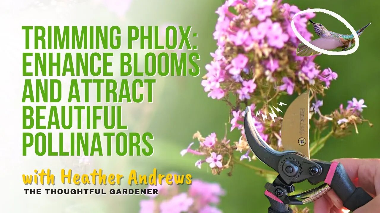 Trimming Phlox: Enhance Blooms and Attract Beautiful Pollinators