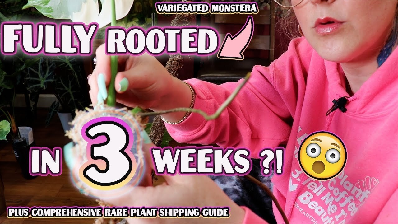 Fastest Way To Root Houseplants & How To Ship Them Safely