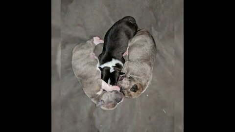 💕 7 Baby Pitty Puppies Experiencing Life