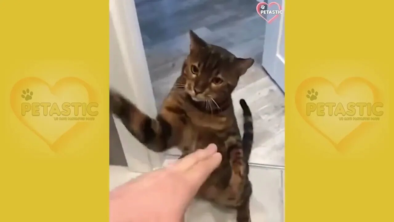 Cats Being JERKS! Savage Cats Attacking People Compilation PETASTIC 🐾 8