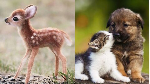 Must Watch Cute Animal Compilation!