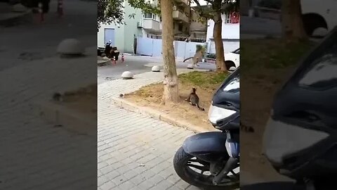 Swing & A Miss