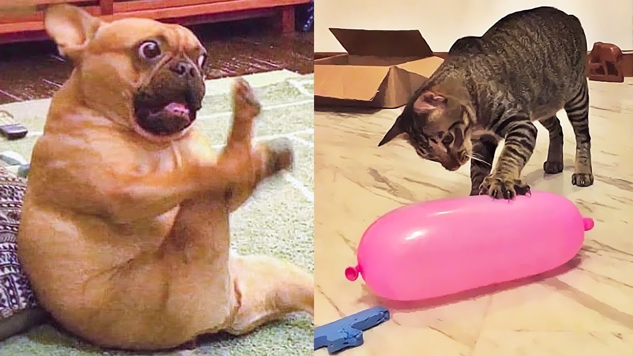 😹Try Not To Laugh or Grin While Watching Funny Dogs Vines compilation IMPOSSIBLE CHALLENGE! 🐩