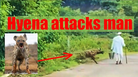 Hyena attacks man and it looks like she was hurt and got lost. Hyenas don't attack Men.