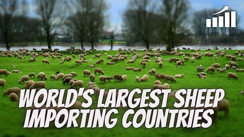 TOP 10 SHEEP IMPORTING COUNTRIES IN THE WORLD.