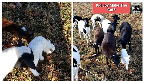 Expanding the Homestead. Joy is Part of the Flock. #farming #homesteading #homestead