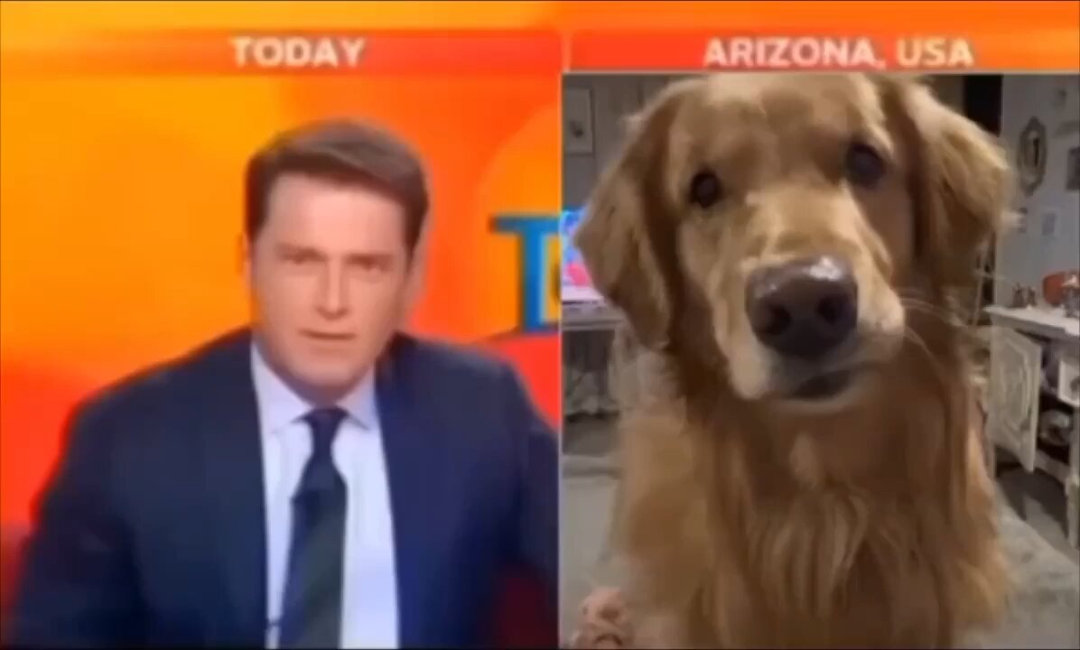 When the dog accidentally attends a news interview.