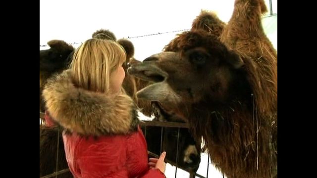 Camels in Chernukha