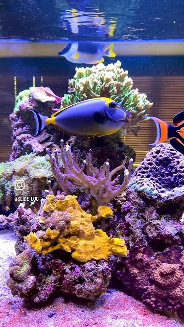 Blonde Naso Tang flexing.