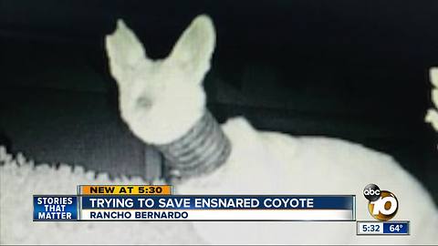 Rancho Bernardo neighbors trying to save coyote