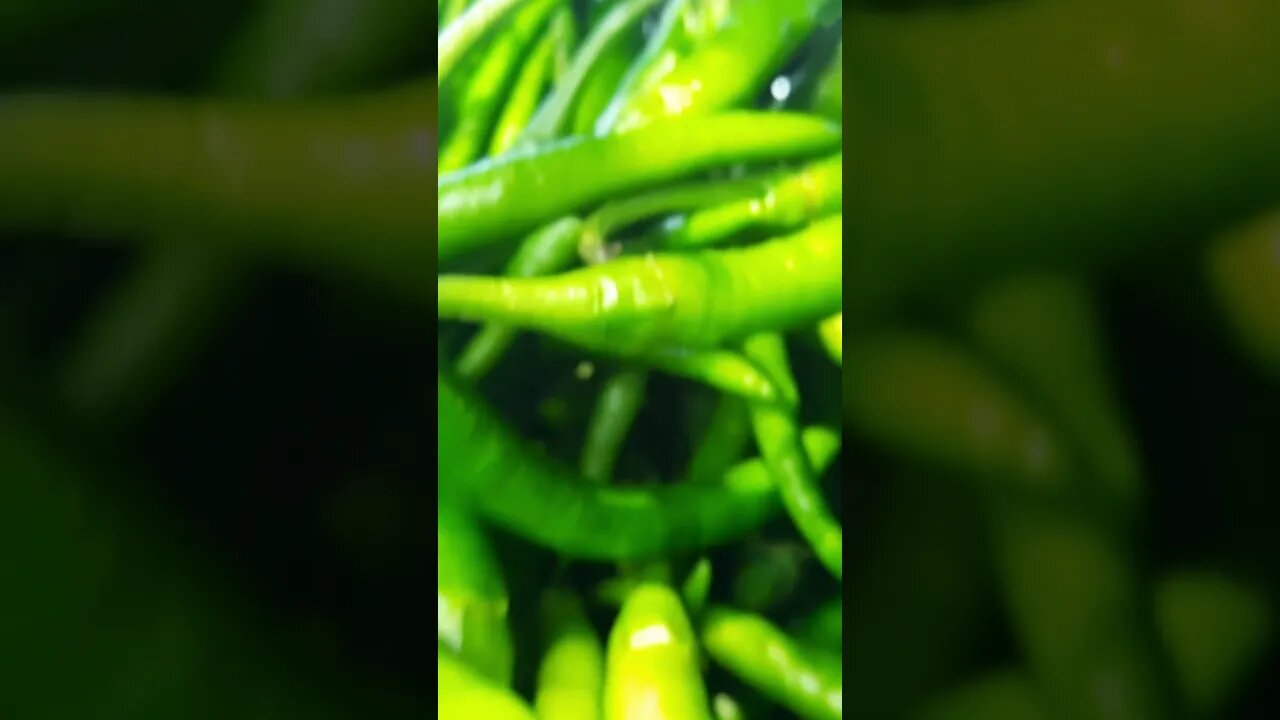 Indian hot chilli 🌶