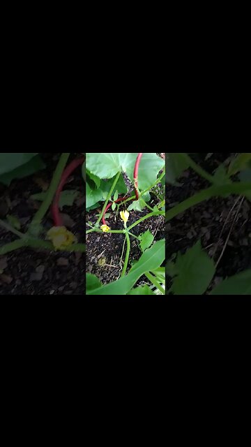 Pumpkin Flowers #gardenbeds #raisedbeds #garden
