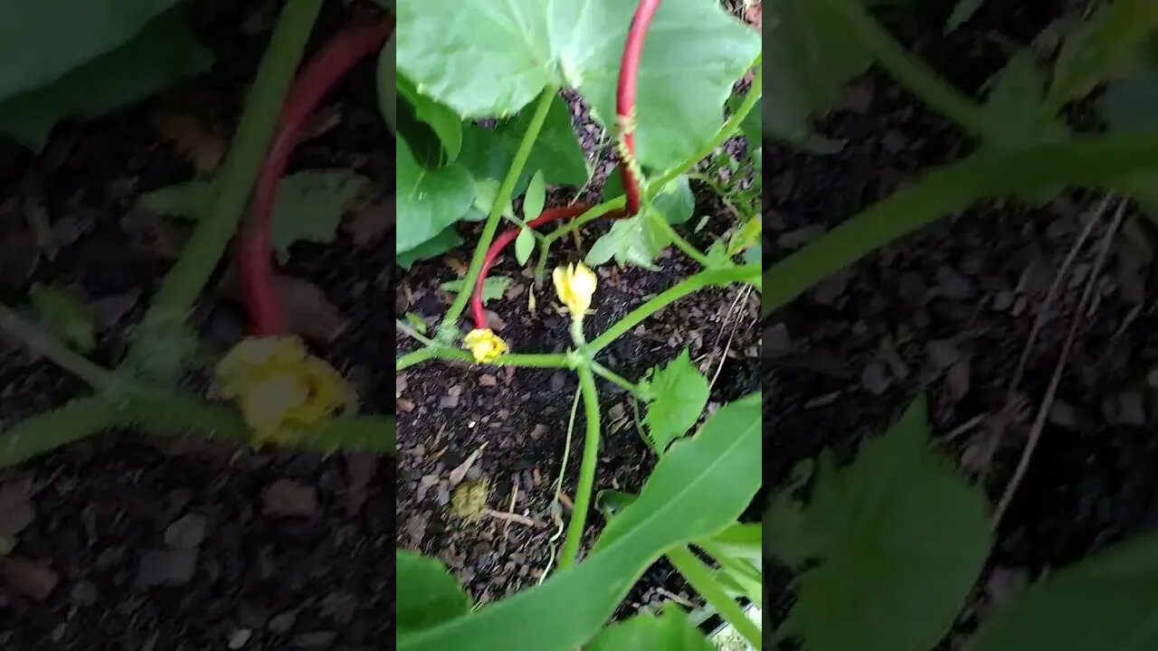 Pumpkin Flowers #gardenbeds #raisedbeds #garden