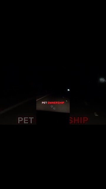 Reddit AITA (Am I the Jerk) Dog