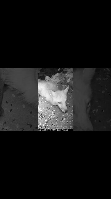 Cute Red Foxes Eating! 😍