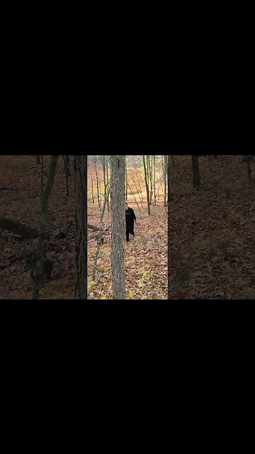 ALWAYS ABOUT THE DOG #SHORTS