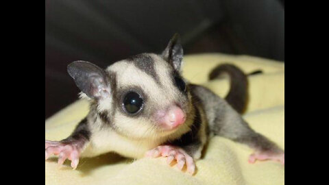 Sugar glider take a bath
