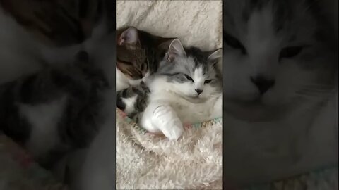 Celo Pets Animais Engraçados Funny Animals Channel #cat #dog #funny #engraçado #viral #shorts3