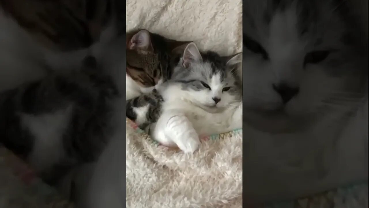 Celo Pets Animais Engraçados Funny Animals Channel #cat #dog #funny #engraçado #viral #shorts3