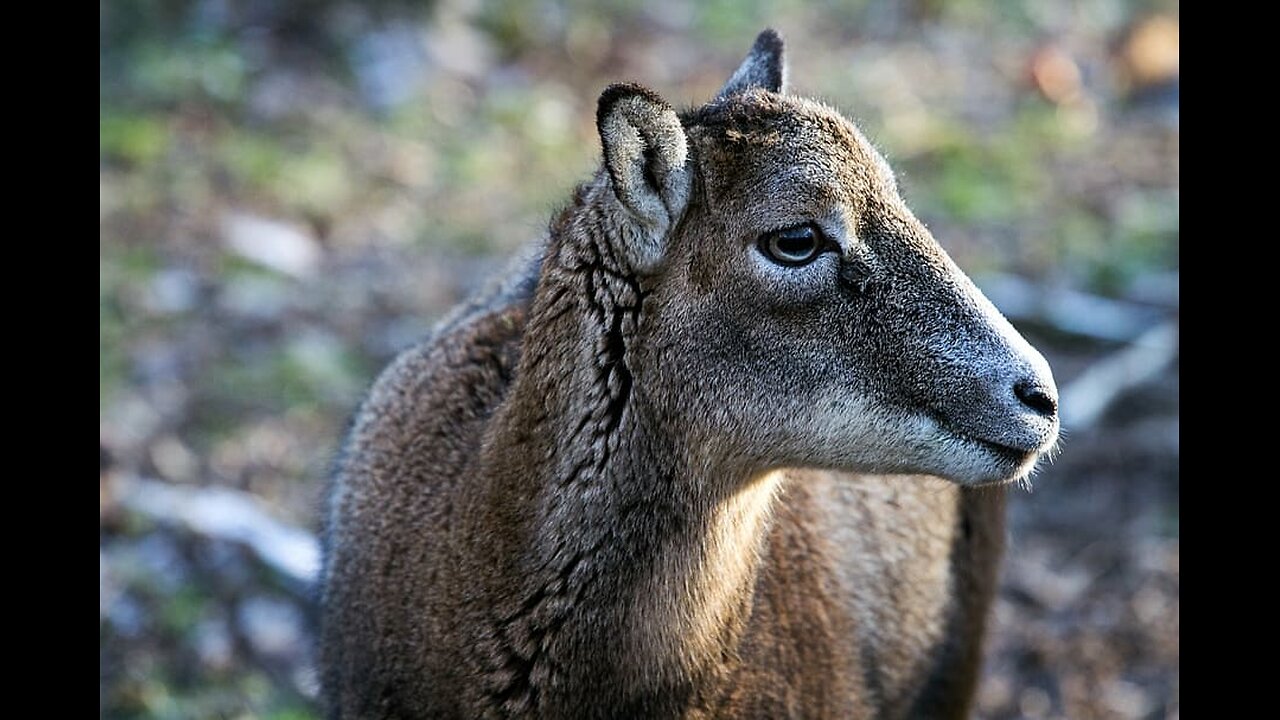 relax animal