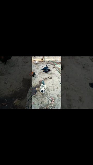 Good morning Rusty Rhiannon and ducks 25th September