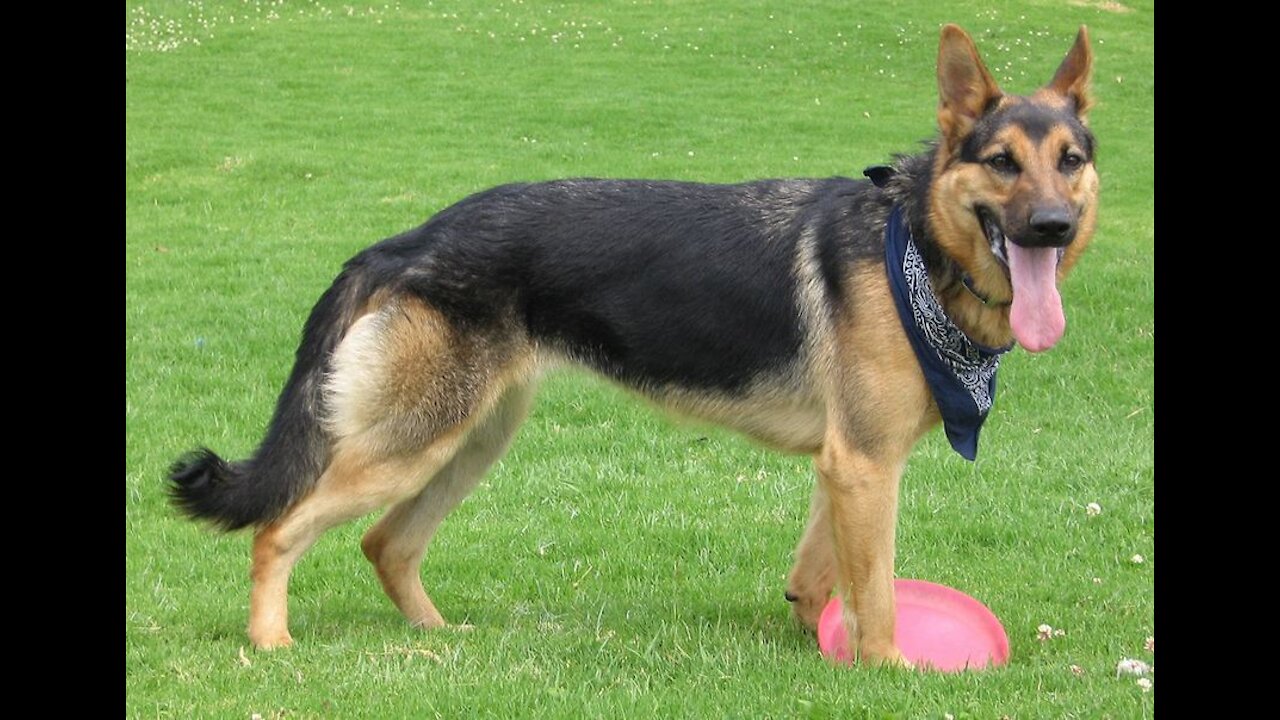 German Shepherd with Aggression Issues - German Shepherd Dog Trainers