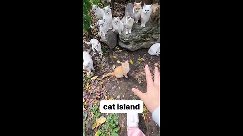 Cat island 🏝️😭💗💗