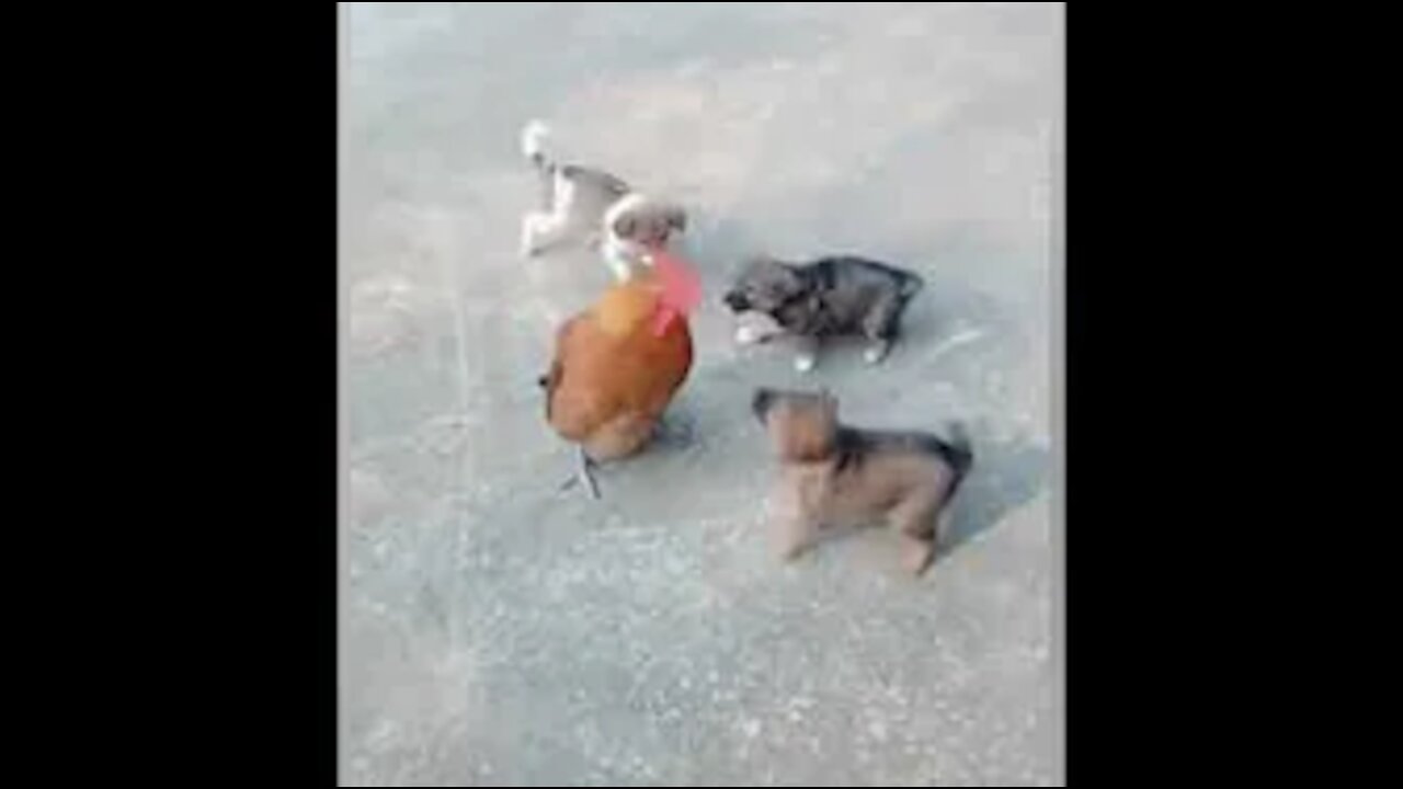 Chicken Verses Dog Who's the Winner ?