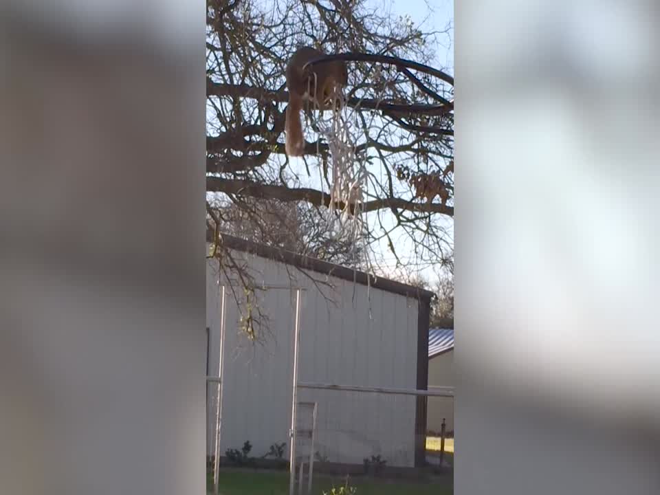 Squirrel tries to Understand Basketball Hoop