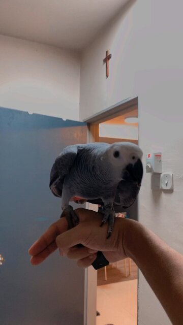African Grey Parrot Blind Recall training
