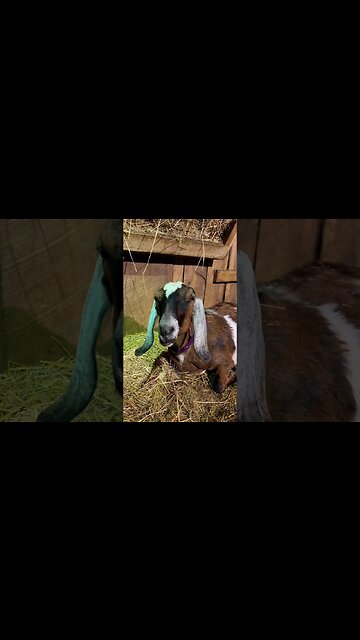 What’s She Doing? (Wrong Answers Only) #shorts