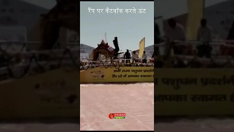 चरखी दादरी पशु मेला में रैंप पर पशुओं का अनोखा डांस | Charkhi Dadri Pasu Mela