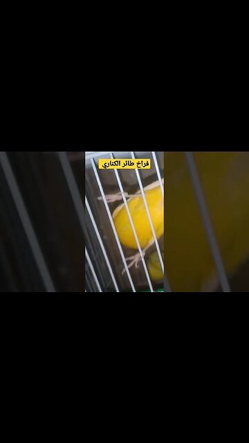 فراخ طائر الكناري