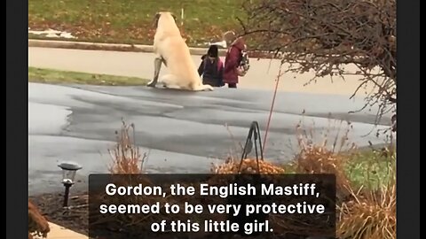 English Mastiff waits with this little girl for her school bus every day