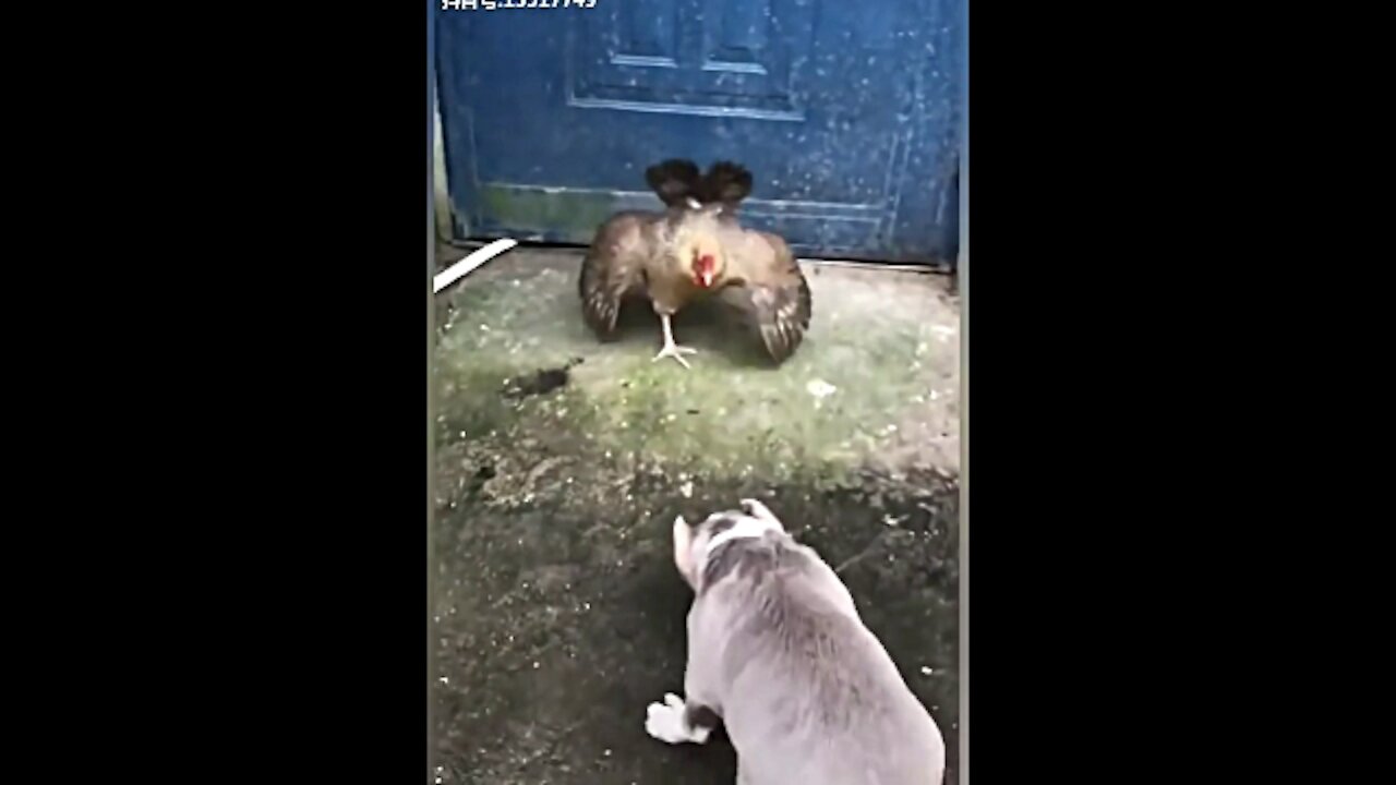 Dogs vs Chickens Fight - Funny Videos Part 3