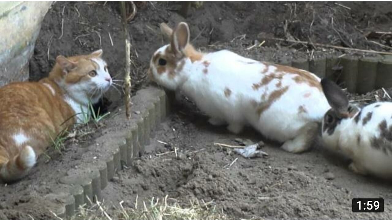 Cat Vs Rabbits