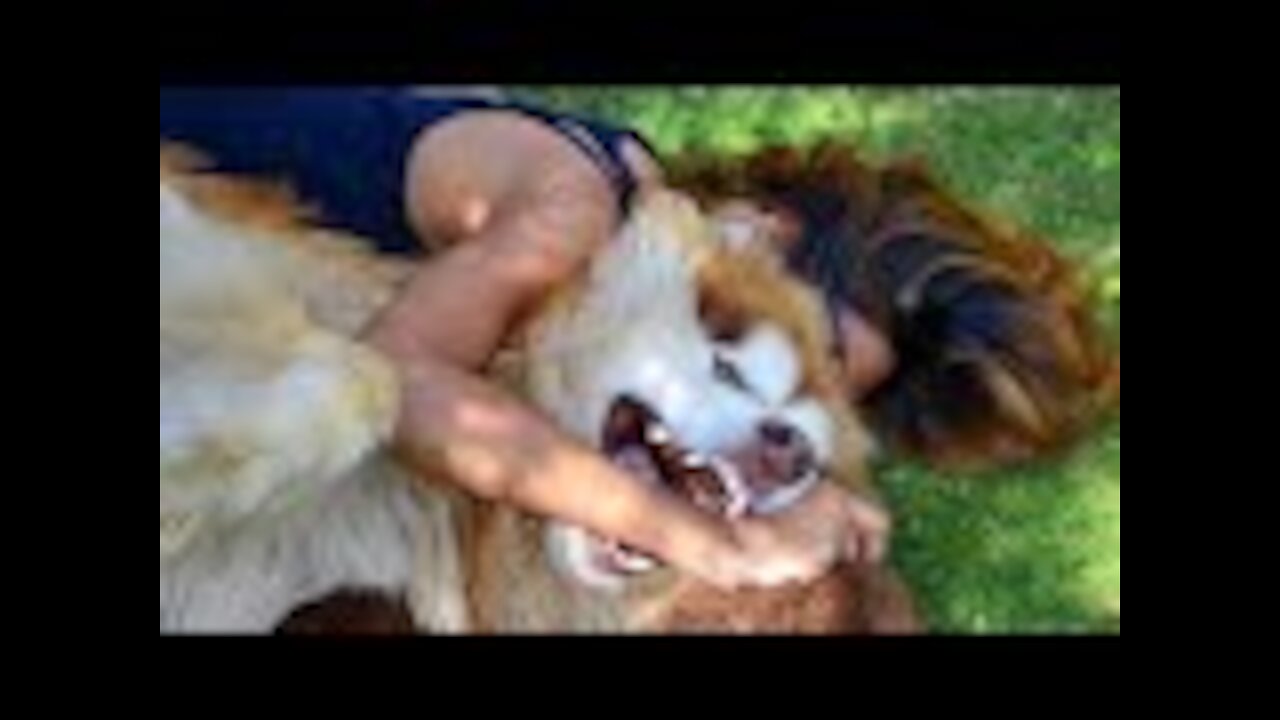 She Brings A Puppy Home And Then Things Start To Get Out Of Hand