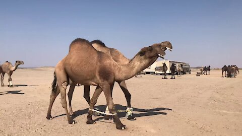 Camel fighting