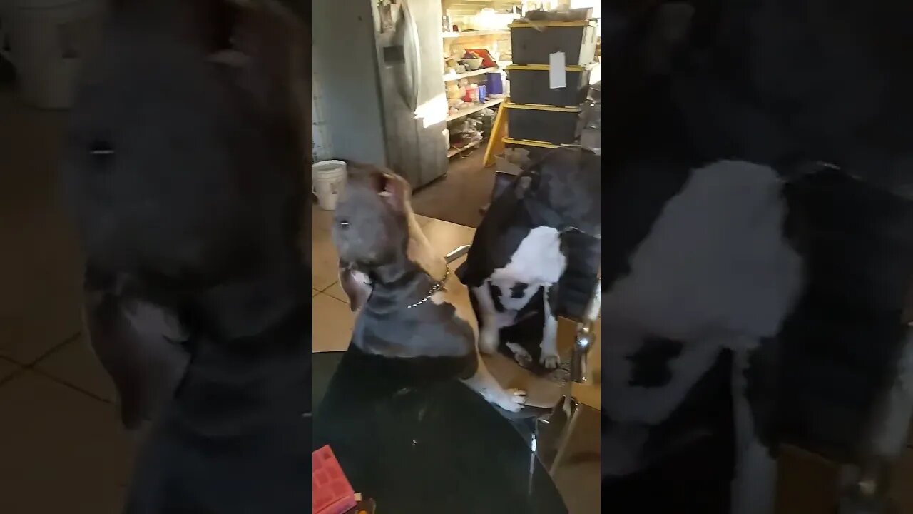 Passion of the Pitties