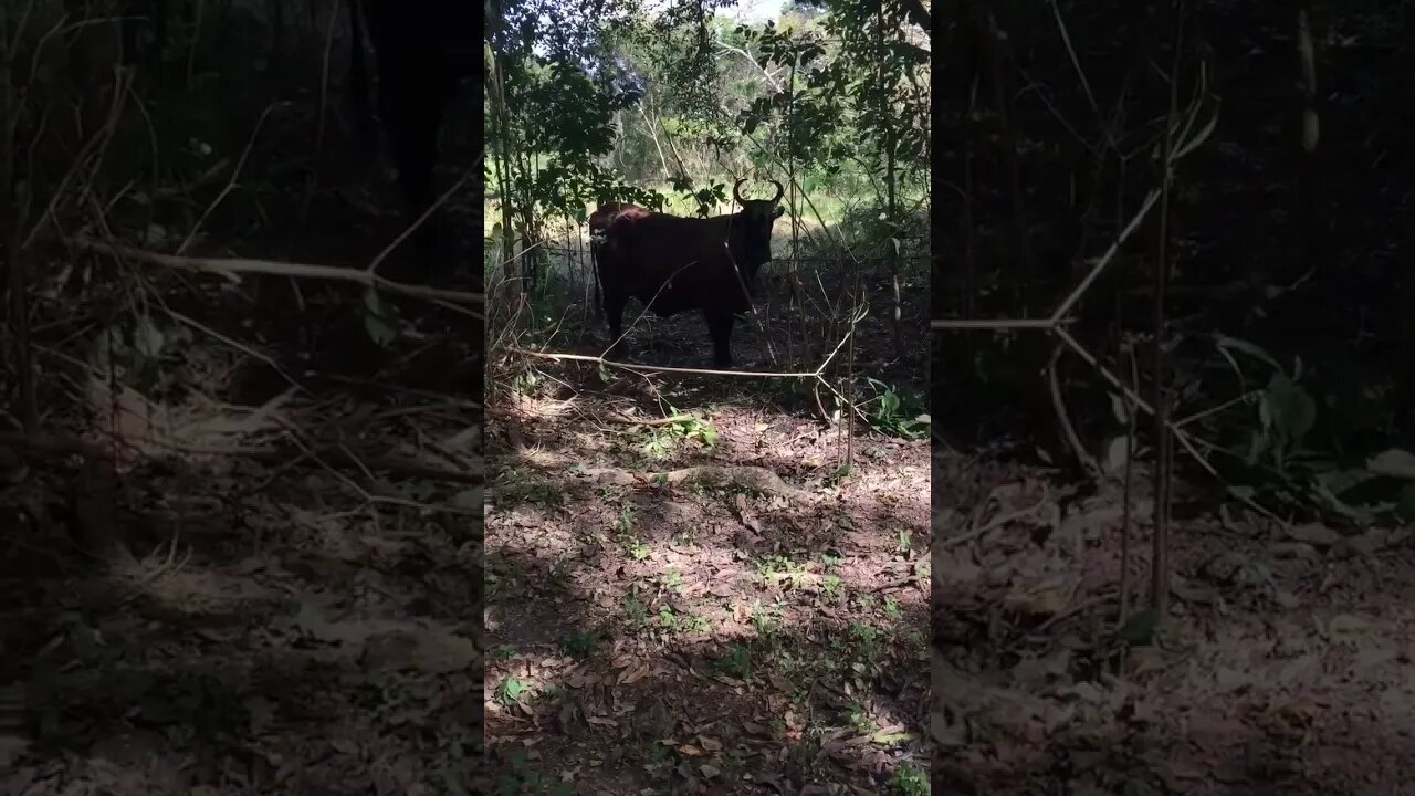 TOBAGO WHO'S BULL IS THIS