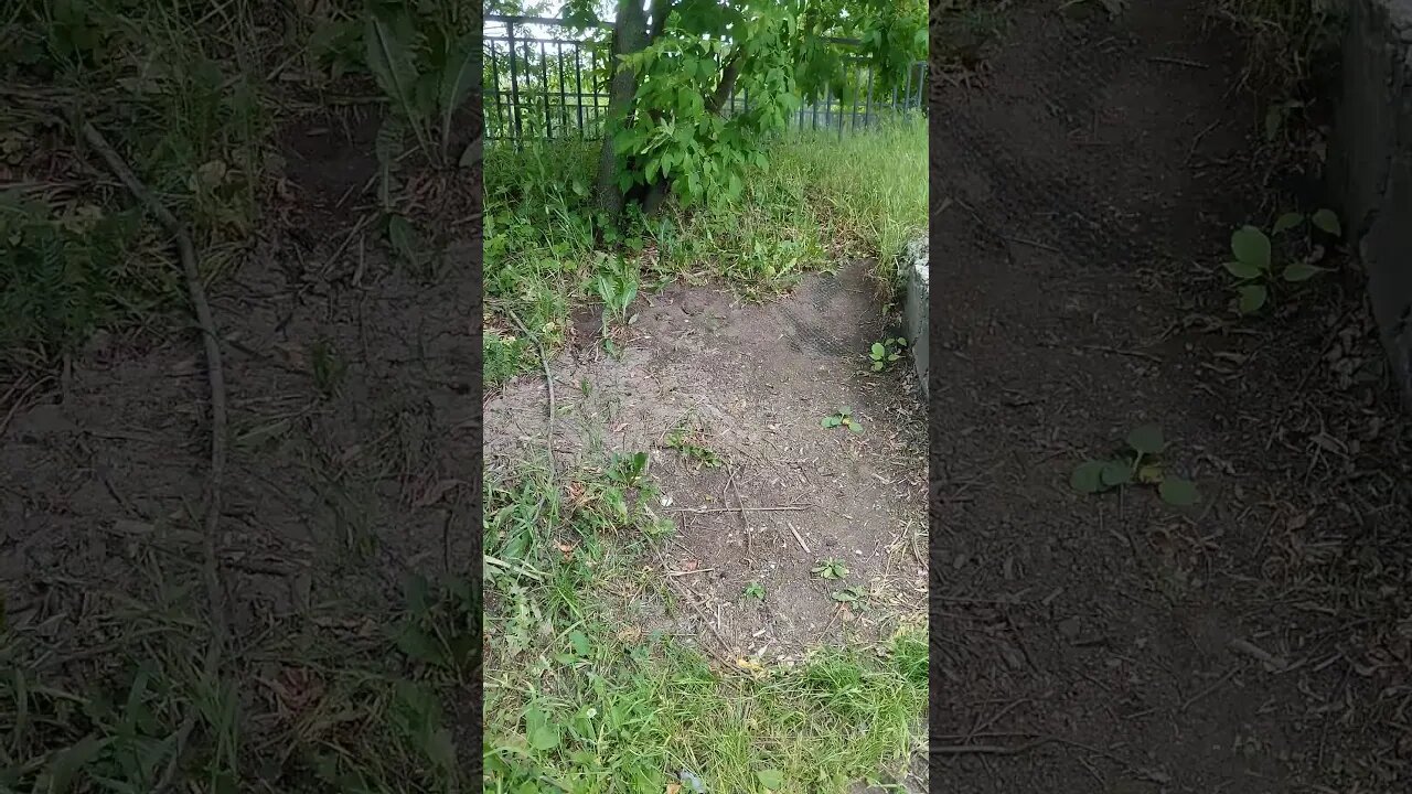 sparrows take a dusty bath