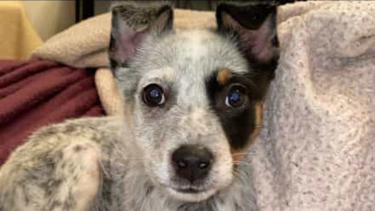 Puppy uses nifty trick to climb om owner's lap