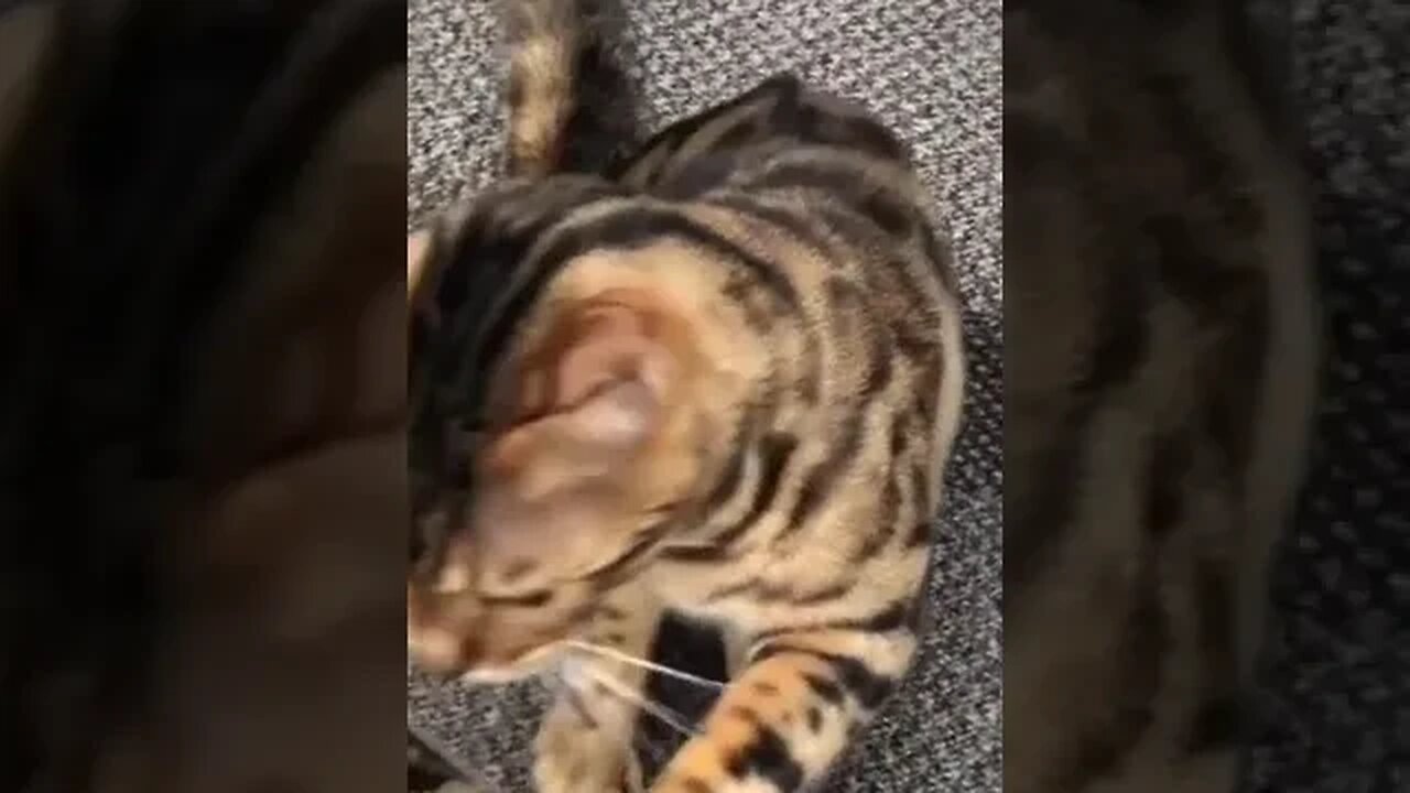 PLAYING CAT VIDEO MEAWWW