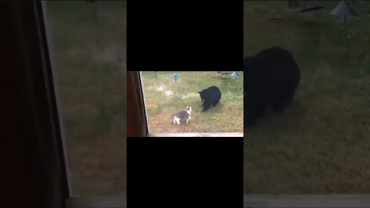 Chad Cat absolutely OWNs bear in backyard #nonsense #zoobox #shorts #bears