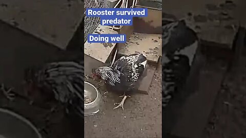Farm cameras monitoring farm birds
