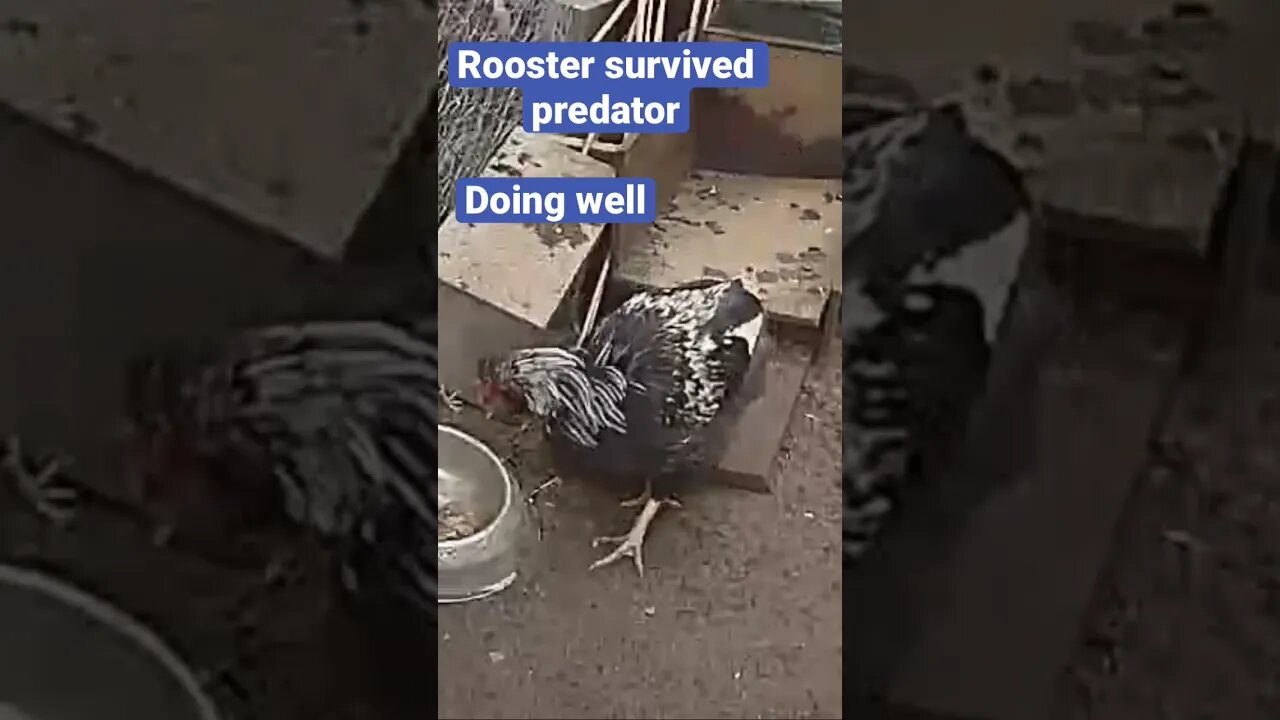 Farm cameras monitoring farm birds