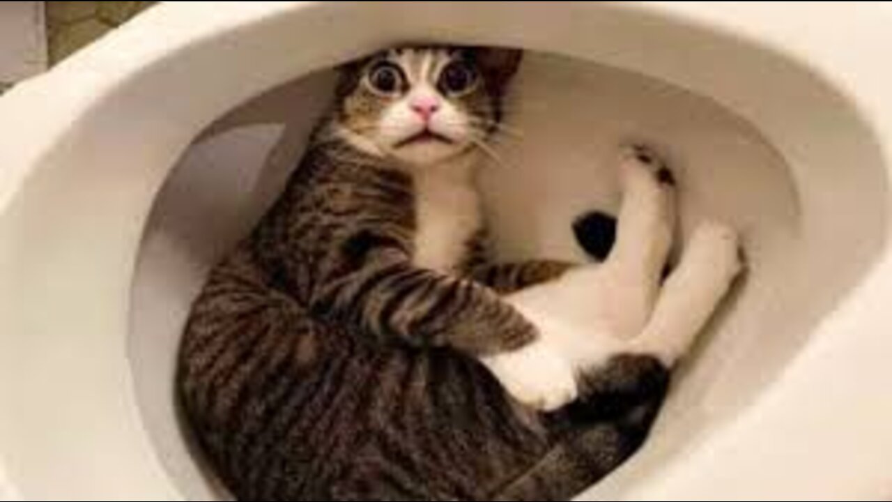 Funny Cute Cats
